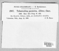 Tuberculina persicina image